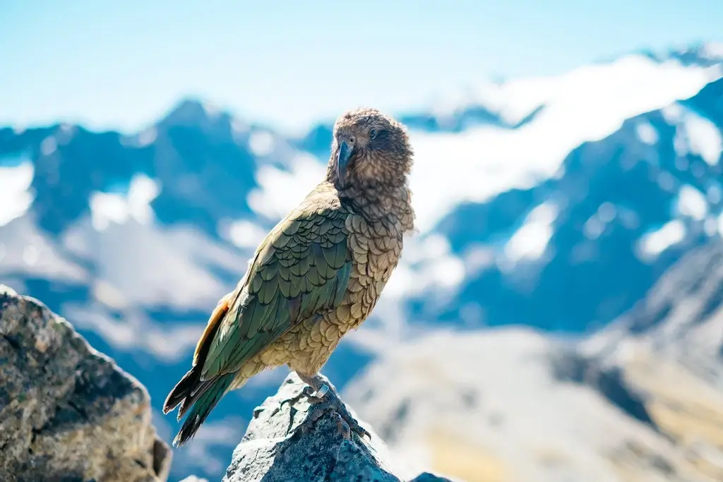 A kea (alpine parrot) in the Arthur's Pass, Southern Alps, New Zealand.