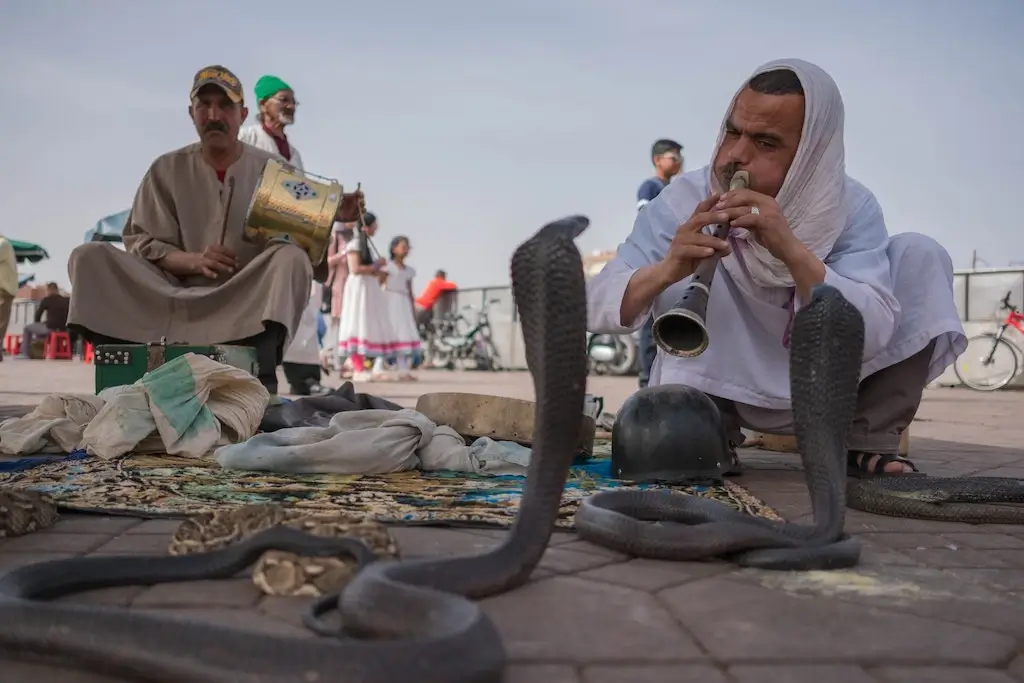 Snake charmer in Marrakech, Morocco